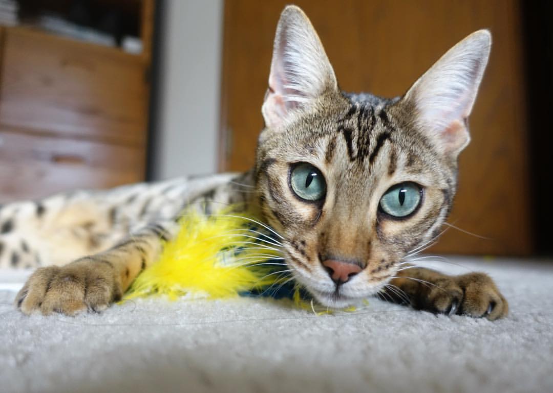 一场胜利，两种史诗