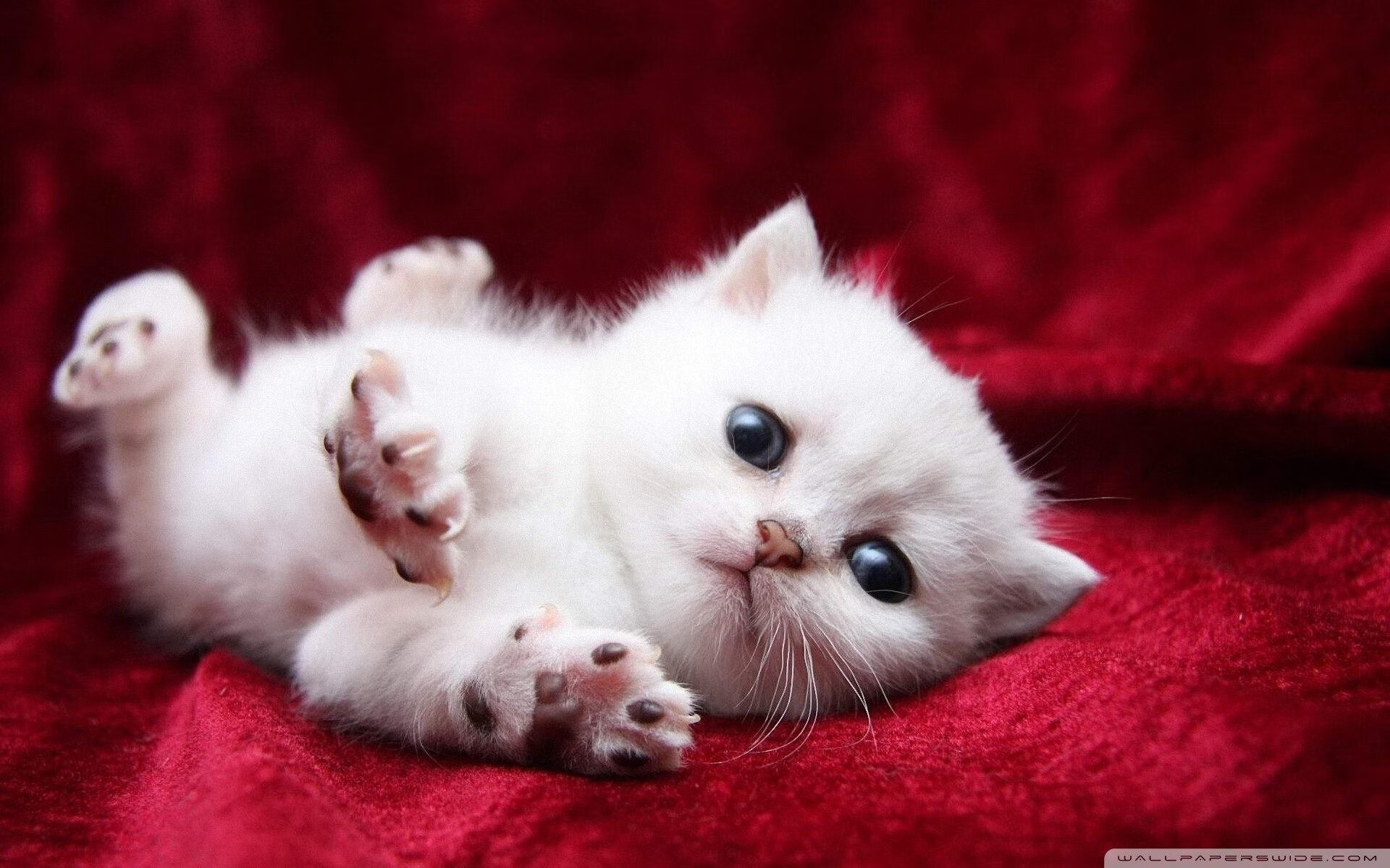 冰封迈阿密，东北虎末节逆袭，于热浪中封存胜局