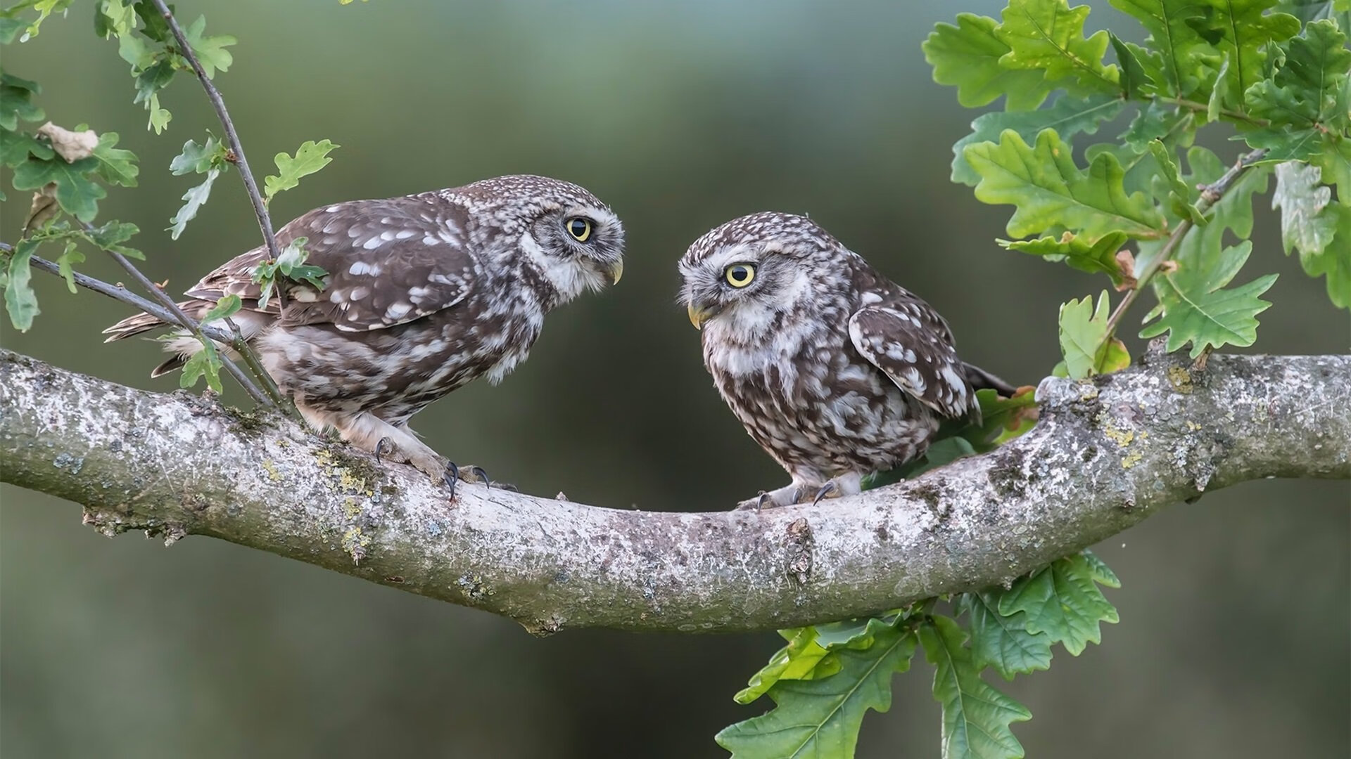 颠覆之路,从安第斯山脉到F1赛道的权力转移