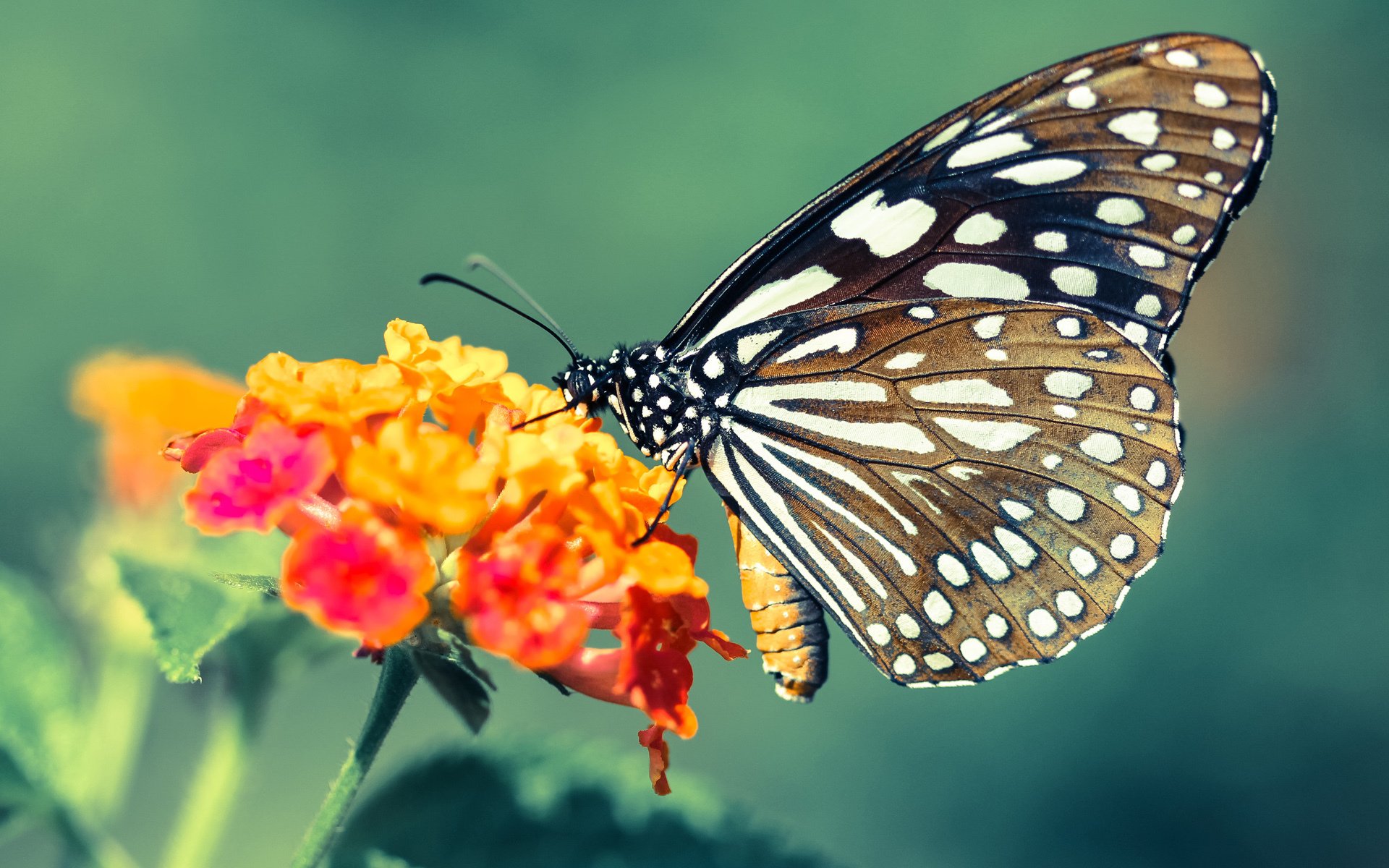 独行侠对阵雄鹿,克莱压力下的奇迹爆发