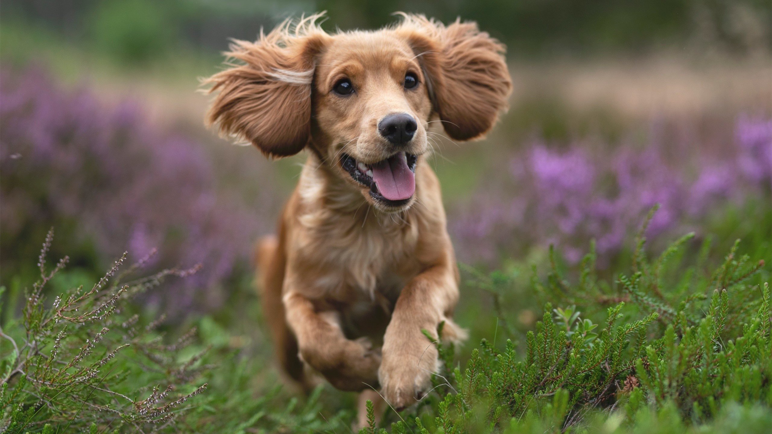 平行宇宙的哨响，当莫德里奇在德甲决战中凝视拉齐奥的加纳之殇