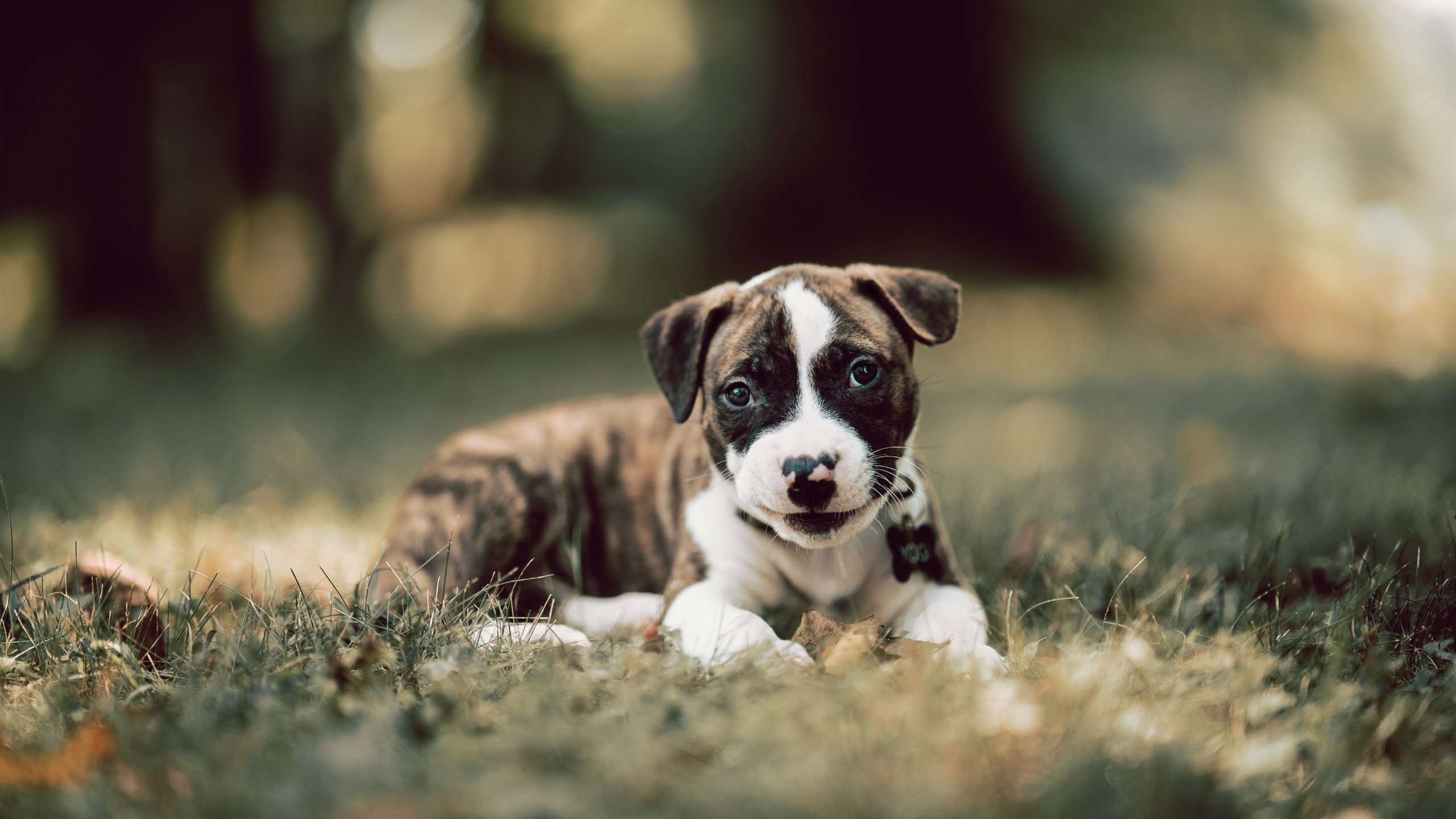 拉亚统治全场,爱尔兰与哥伦比亚对决中的守门员大师课