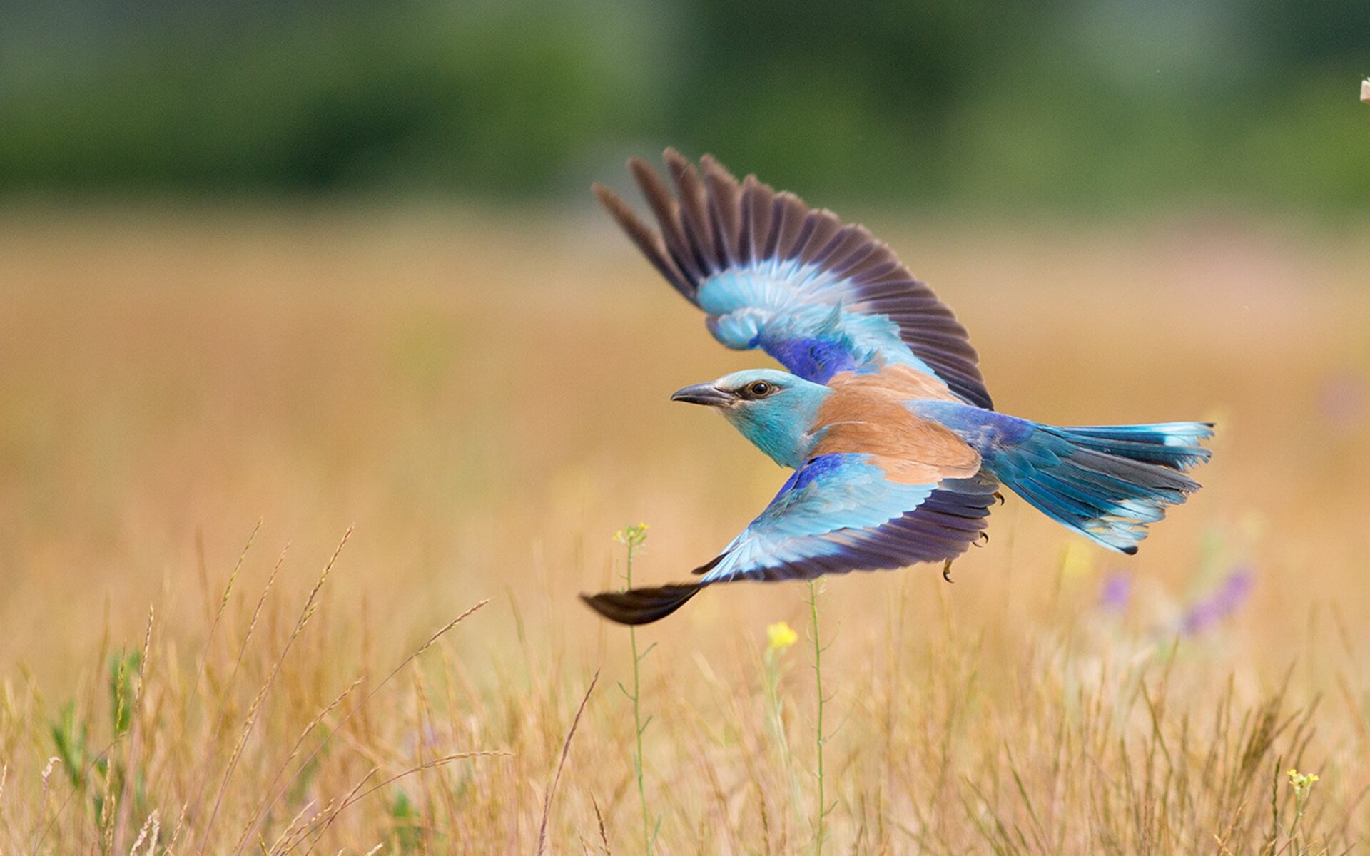赛道上的上帝之锤，当保罗在F1揭幕战上演雷霆逆转