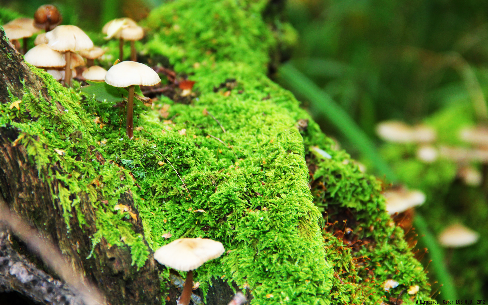 金玟哉，争冠夜雨中的隐形支柱