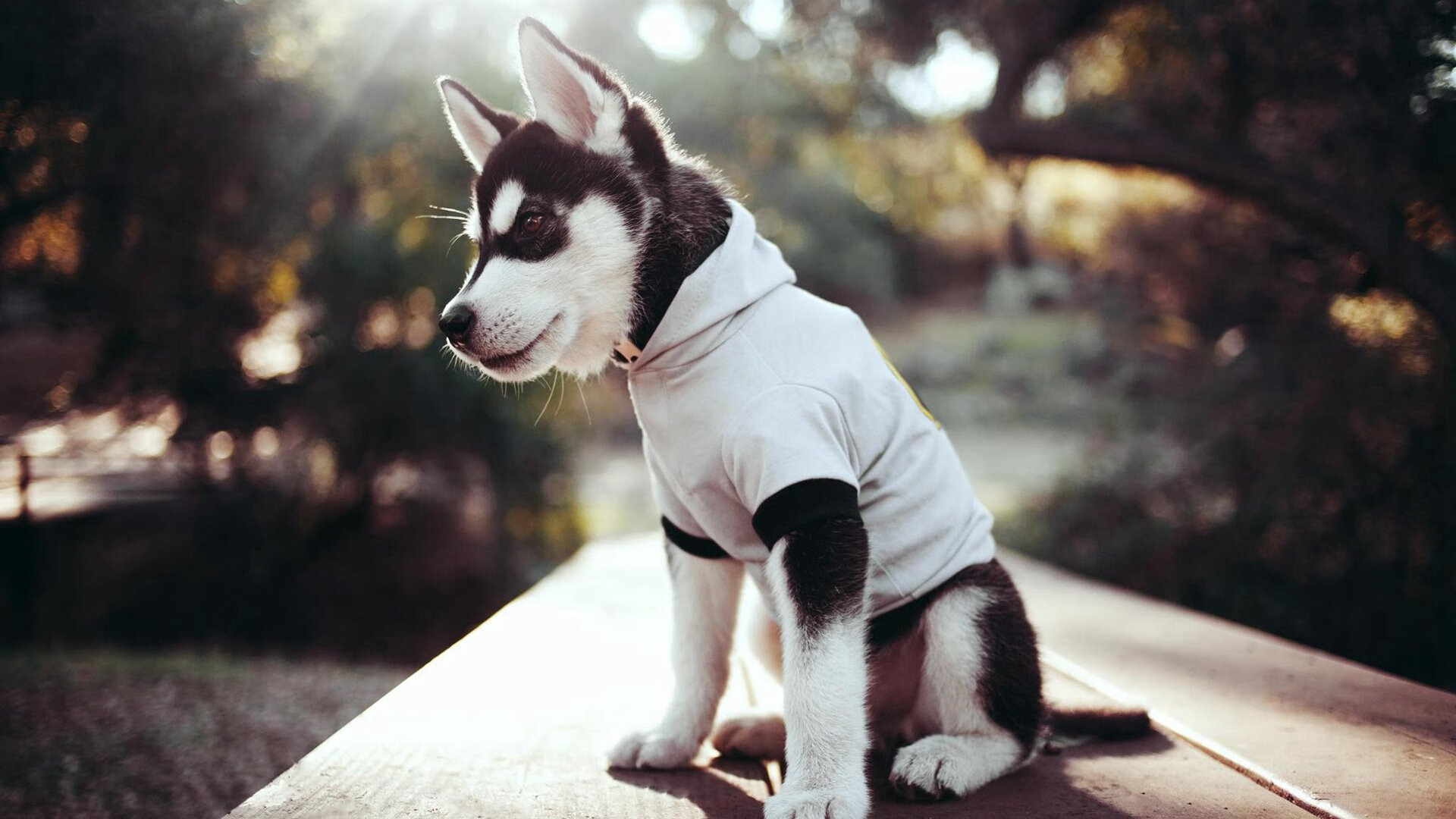 巅峰对决,哥伦比亚力克沙特,阿什拉夫成制胜关键