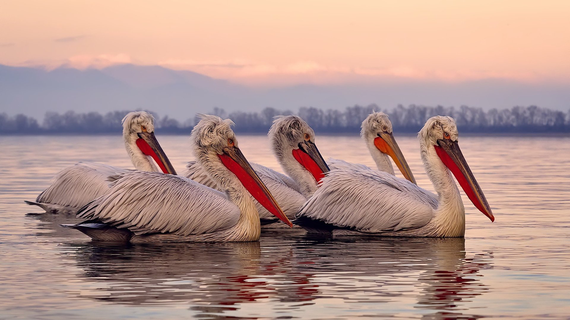 巅峰对决,哥伦比亚力克沙特,阿什拉夫成制胜关键