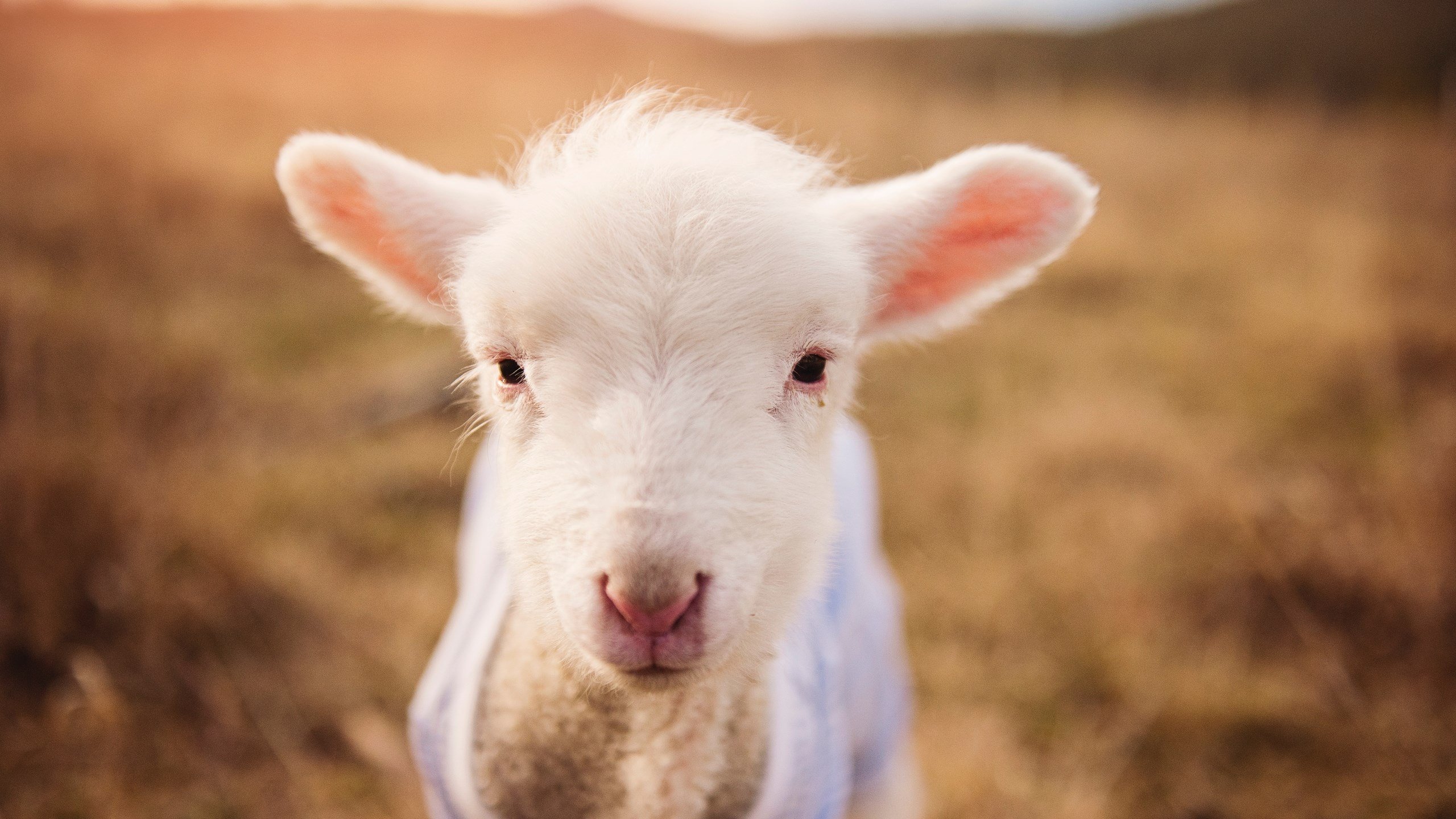 末节风暴!拉文硬仗之王降临,快船压哨绝境逃生