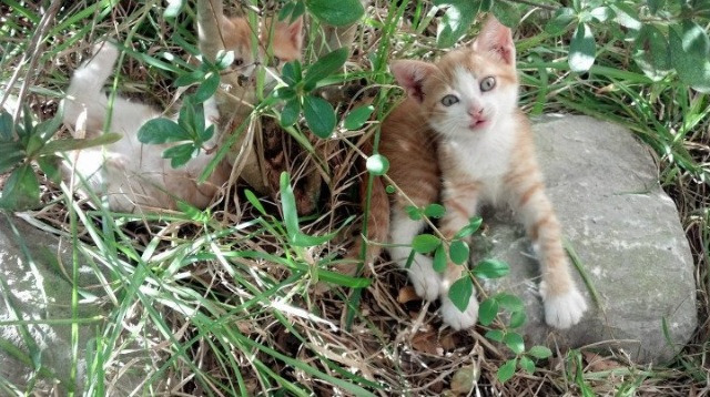 布伦森的节奏魔术，当上海队的齿轮被他亲手校准