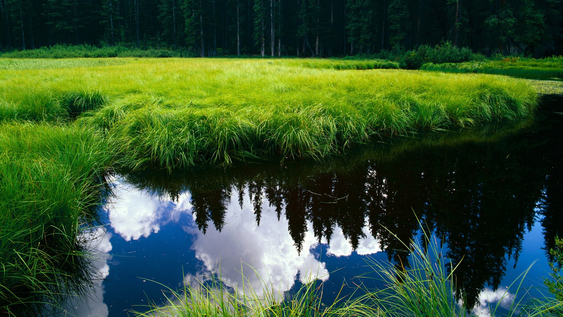 红牛系统对决孤狼，一场隐喻阿尔及利亚足球人才流失的欧冠焦点战