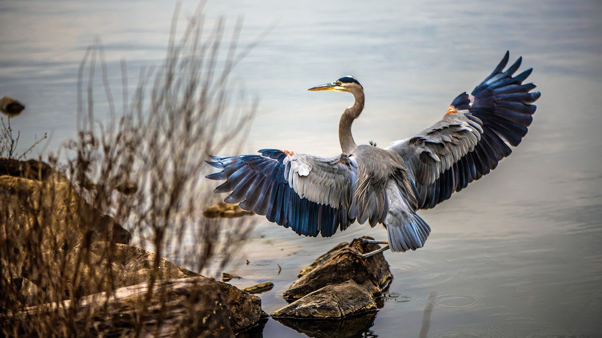 俱乐部王牌与国家队利刃，京多安爆发映衬阿根廷决胜艺术