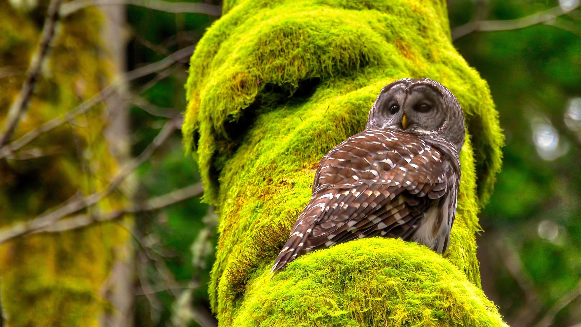 选项（供您选择）